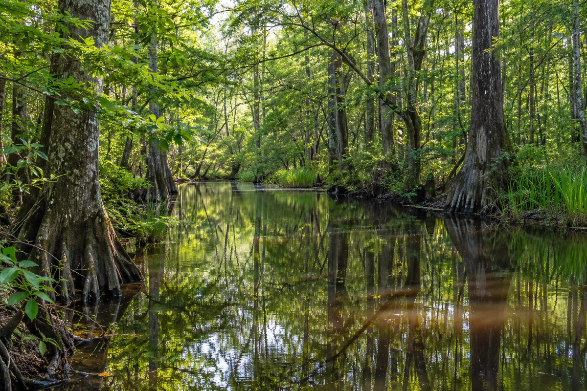 Lowland woodland creek in South Carolina