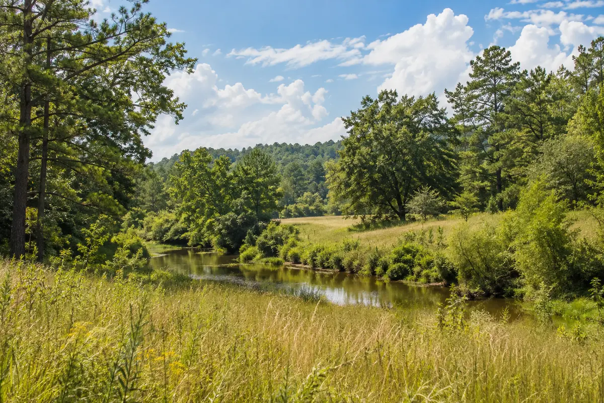 Central Alabama meadow and woodland
