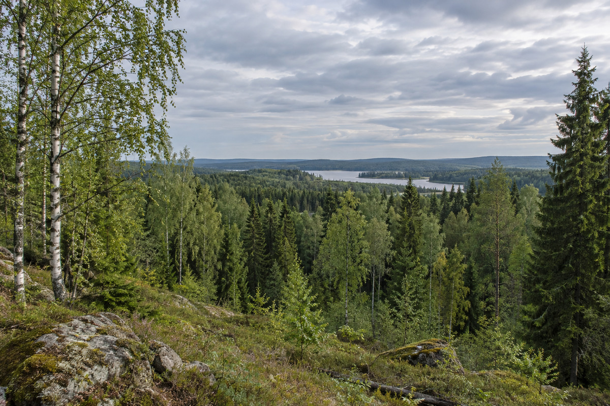 Northern Russian forestry landscape